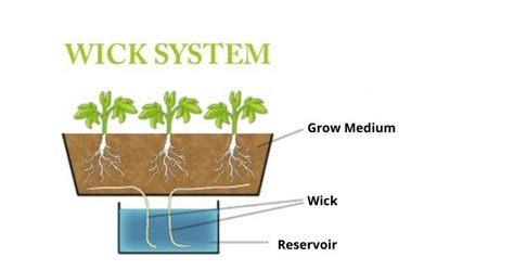 A Guide To Wick System In Hydroponics For Beginners
