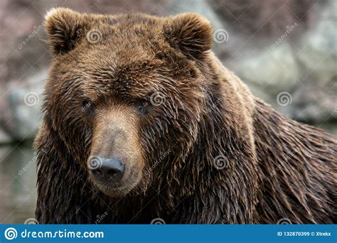 Portrait Of Kamchatka Bear Stock Image Image Of Bear 132870399
