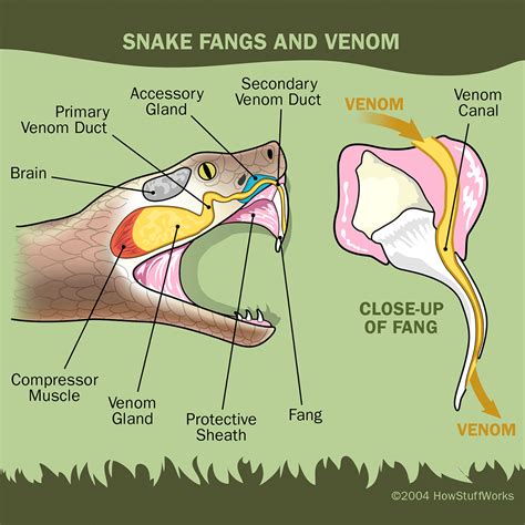 How Snakes Work Cool Science Facts Snake Snake Facts