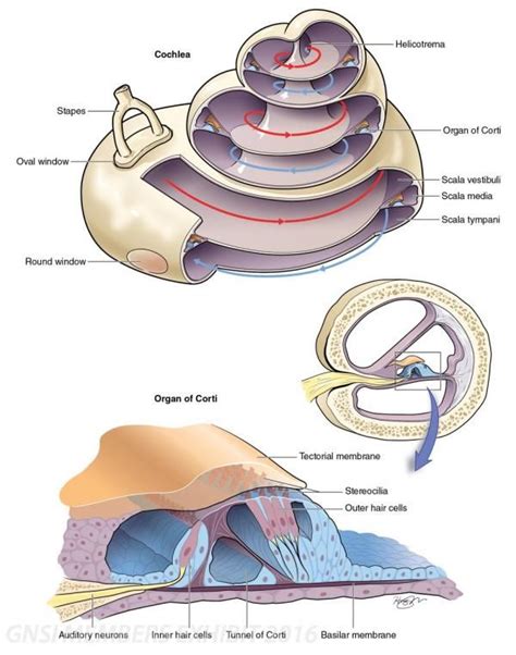 Anatomy Of The Cochlea Anatomy