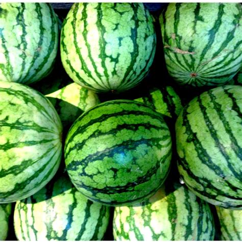 Seedless Watermelon Information Recipes And Facts