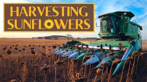 How To Harvest Sunflowers Youtube