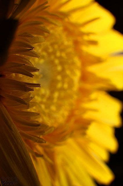 A Close Up View Of The Center Of A Sunflower