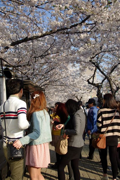 Cherry Blossom Festivals Start All Over Korea In April Jeju Holds
