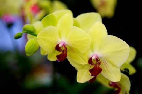 Providing fresh flowers, greens, and floral supplies to the industry since 1962. In The Press - Metropolitan Wholesale | NJ Wholesale ...
