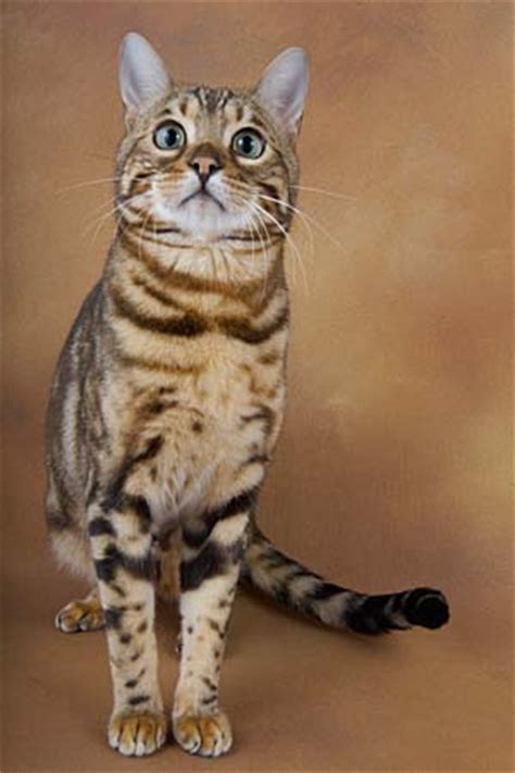 White bengal cats are described as snow. Tri-Colour Brown Marble Bengal Cat ...