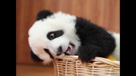 Chillin Baby Panda Youtube