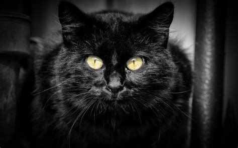 Black Cat Yellow Eyes Black Background Wallpaper Animals