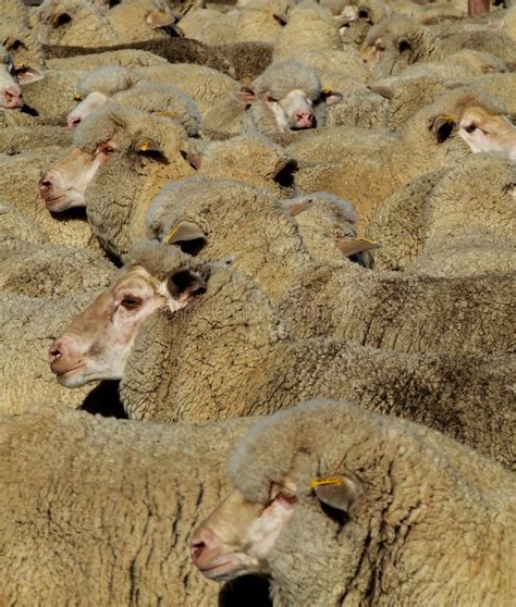 Sheep Mob Stock Photo Image Of Mammals Animal White 1929686