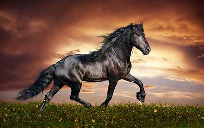 Horse Wallpapers Arabian Horses Animals Active Definition