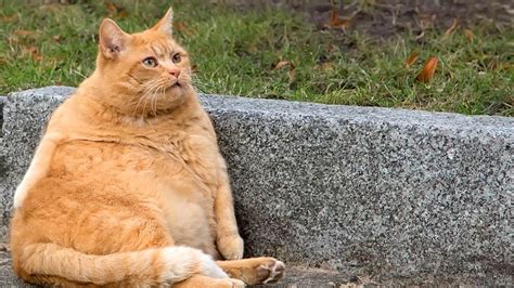 15 Super Fat Cats Inspirasi Terbaru