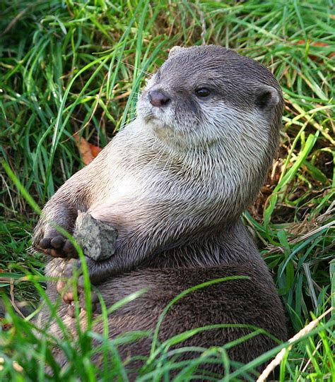 Oriental Small Clawed Otter Naturerules1 Wiki Fandom