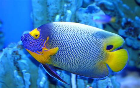Blue Faced Angelfish Beautiful Fish Saltwater Aquarium