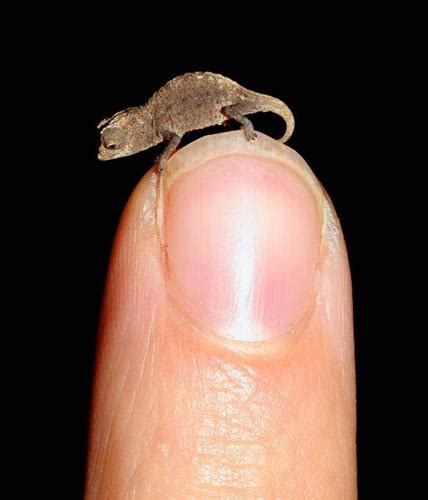 Top 10 Smallest Animals In The World
