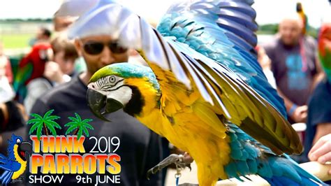 Think Parrots Show 2019 Mikey The Macaw Youtube