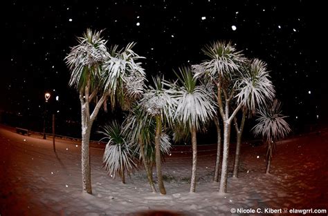 Snow Covered Palm Trees Dublin 122010 Nicole Kibert Flickr