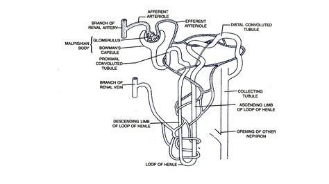 Draw A Well Labelled Diagram Of A Nephron Sexiz Pix