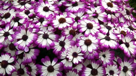 Pikbest have found 29315 great blurred flower background for website,desktop and advertisement design. Cineraria Purple White Flower Petals Desktop Wallpaper ...