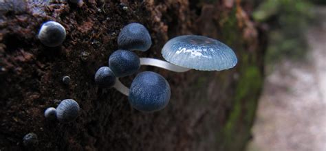 Discover The Popular Fascination With The Fungi World In Chile Chile
