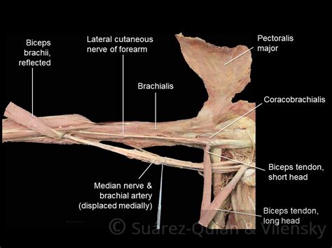 Muscles Of The Upper Arm Biceps Triceps Teachmeanatomy