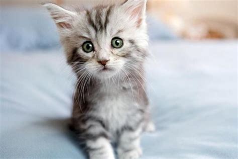 Absolutely Adorable Kitten Photos Too Cute Animal Planet