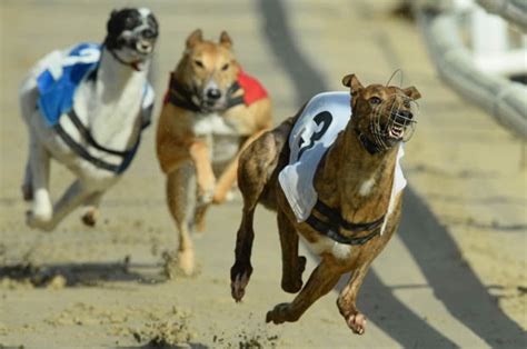 Wednesdays Dog Racing Tips Swiftly Does It At Hove This Afternoon