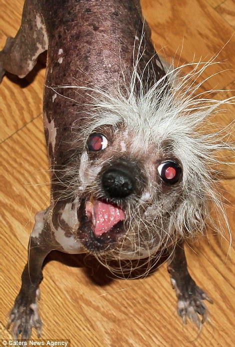 Meet The Contestants For 2017 Worlds Ugliest Dog Contest Daily Mail
