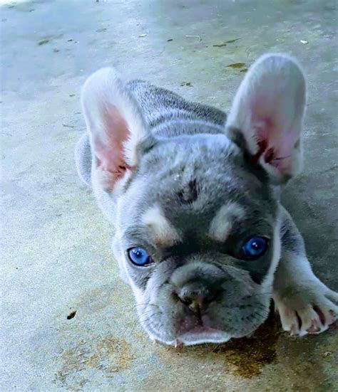 69 Blue French Bulldog Blue Eyes Picture Bleumoonproductions