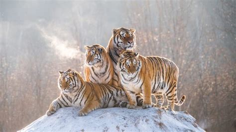 10 Important Tiger Habitat Facts Discovery Uk