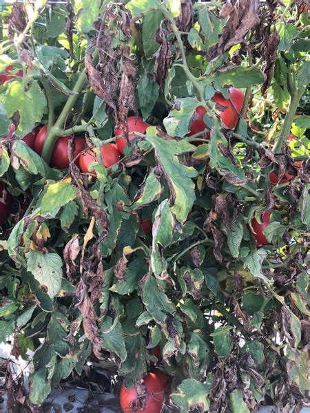 Verticillium Wilt Of Tomato And Eggplant Nc State Extension Publications