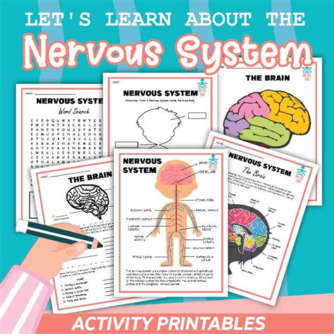Nervous System Activity Printable Etsy España
