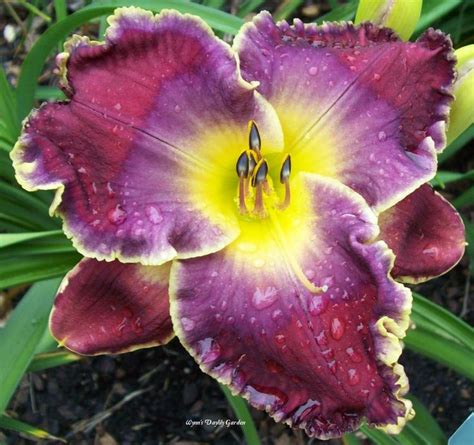 Bloom Photo Of Daylily Hemerocallis The Blue Parrot Uploaded To