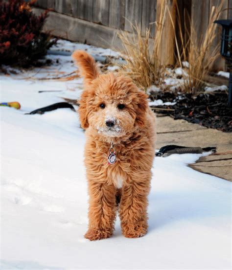 The goldendoodle average lifespan is around 10 to 15 years. Pin by Heather Dettore on Zolo & Blizzard | Puppies ...