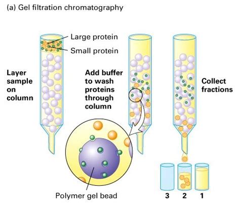 Gel Filtration Chromatography The Beads Have Pores Of Varying Size