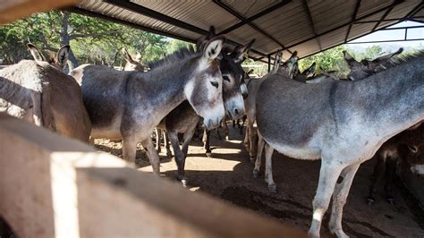 La Leche De Burra La Inesperada Solución Para Bebés Con Alergias En Chile Infobae