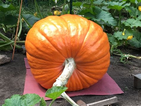 13 Types Of Pumpkin To Know About