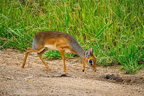 Dik Dik A Tiny Dik Dik Antelope Seen In Tarangire Nationa Flickr