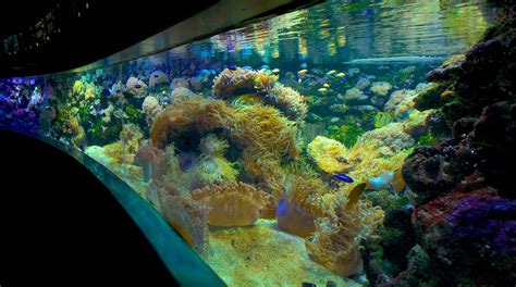 Aquarium Sea Life De Sydney Quartier Central Des Affaires De Sydney