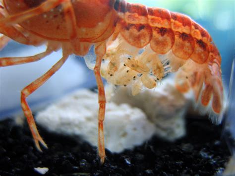 Cambarellus texanus 'blue', on the other hand, is appreciated for its splotchy but bright. CPO small crayfish on their mother