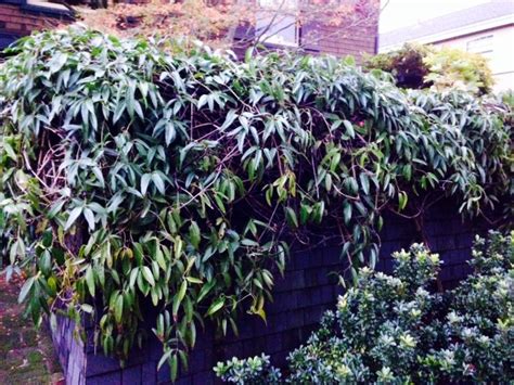 However, they are both sensitive to wind, and are prone to sunburning in the hot afternoon sun. 13 Best Evergreen Vine Climbers