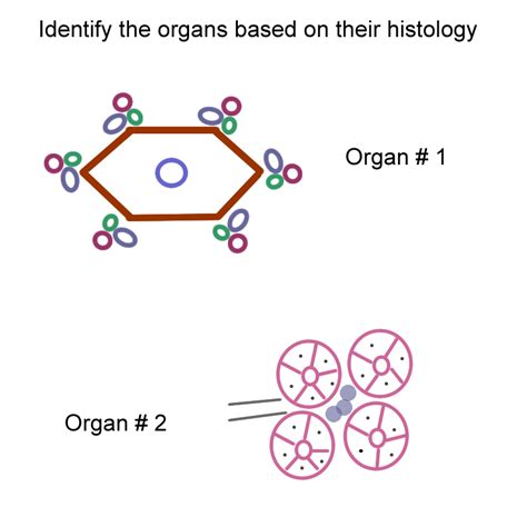 Biology 2404 Aandp Basics