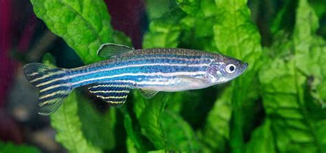 Zebrafish Danio Rerio Species Tropical Fish Hobbyist Magazine