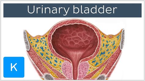 Once you a feeling confident in your knowledge of. Urinary bladder: function, blood supply and innervation ...