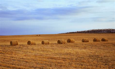 Free Images Landscape Nature Horizon Hay Bale Field Meadow