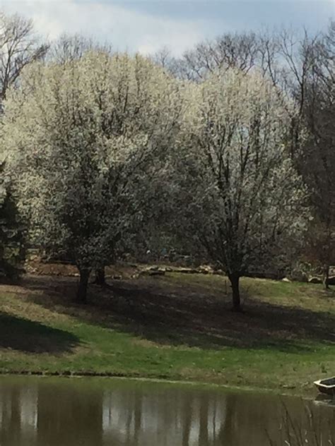 Spring Bradford Pears In Bloom Bradford Pear Tree Bloom