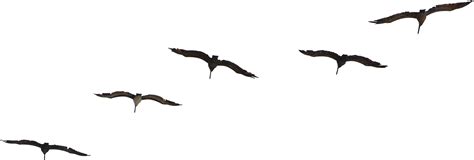 Download Bird Flight Gulls Brown Pelican Flock Clipartkey