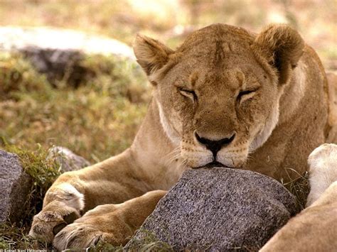 Beautiful Animals Safaris Amazing Lions Big Cats Africa