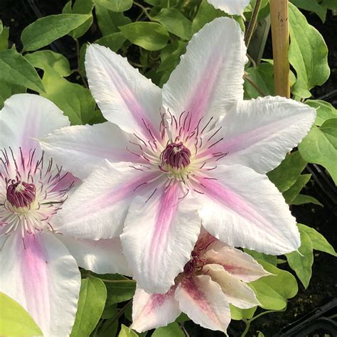Every perennial garden should have at least one of these incredible vines. BOULEVARD® THE COUNTESS WESSEX™ Clematis - Garden Crossings