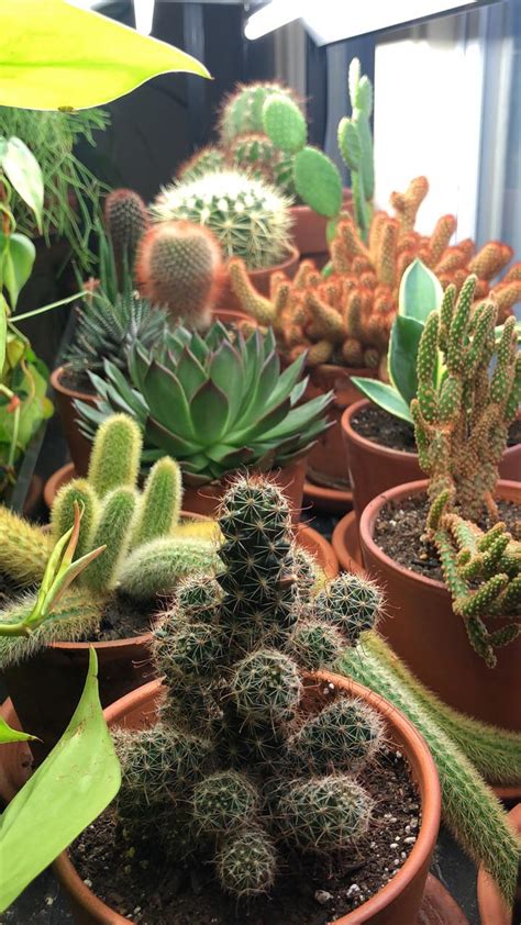 My Little Indoor Cacti And Succulent Garden Rgardening