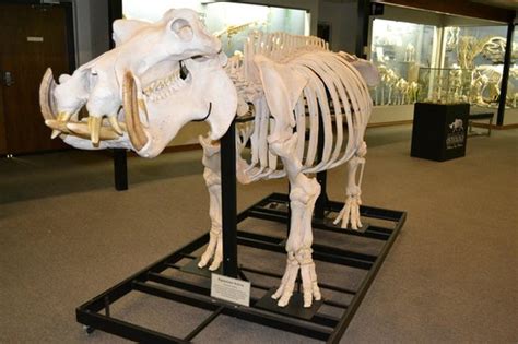 Hippo Skeleton Picture Of Museum Of Osteology Oklahoma City